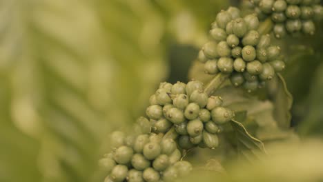 Primer-Plano-De-Granos-De-Café-Verde-Robusta-Que-Crecen-En-Un-Tallo