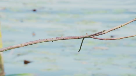 slow motion view of kingfisher in friesland netherlands perched over pond with lily pads in background perches and prepares to take flight launching down from branch