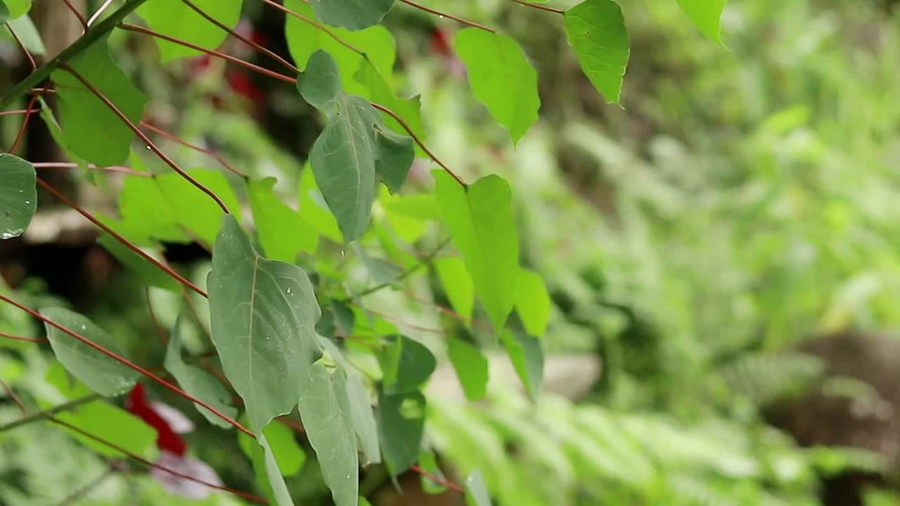 Ambient motion of green leaves swaying in the gentle breeze with the lush green foliage in the background