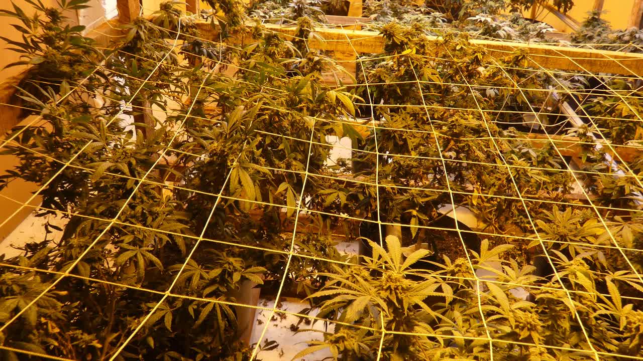 마리화나 가지를 스크린이나 끈이나 밧줄 그물을 사용하여 펼치는 "스크로그" 방식으로 자라는 대마초 식물