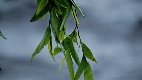 hojas verdes de un sauce en foco mientras el agua de un río fluye a lo lejos