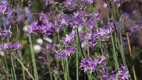 Vibrant-purple-flowers-in-full-bloom,-gracing-the-green-garden