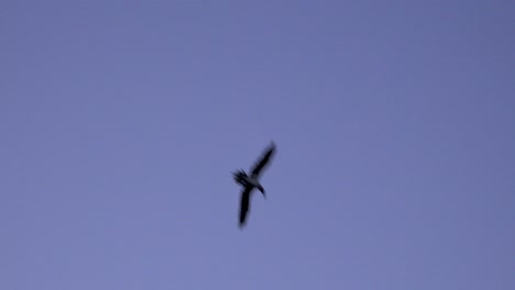 Frigate-birds-dive-straight-down-into-the-ocean-hunting-fish-in-the-Galapagos-Islands-3