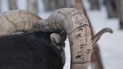 large horns of male bighorn sheep