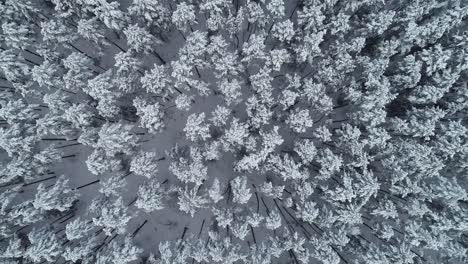 Imágenes-Aéreas-Giratorias-De-Pinos-Nevados-En-El-Bosque