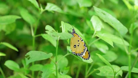 Oranger-Schmetterling-Auf-Grünen-Blättern