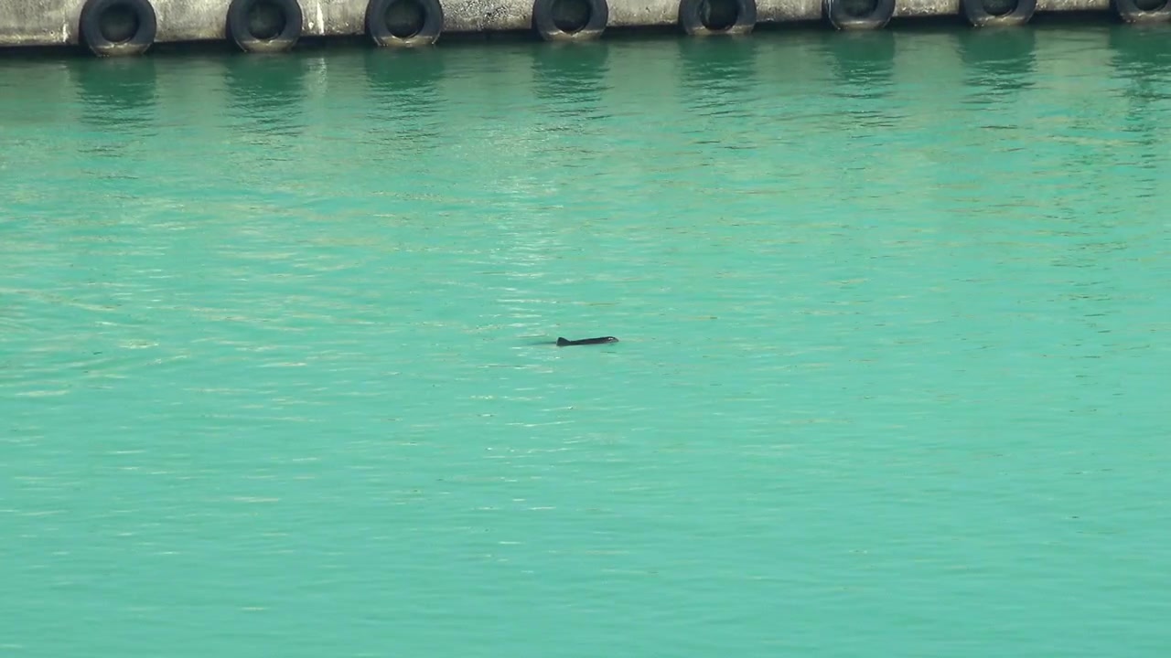 Dolphin Swimming in a Calm Harbor