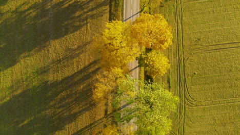 Drones-De-Ojo-De-Pájaro-Volando-Por-Encima-De-Los-árboles-De-Otoño-Y-Una-Carretera-De-Campo-Rodeada-De-Prados-Mientras-Un-Coche-Pasa