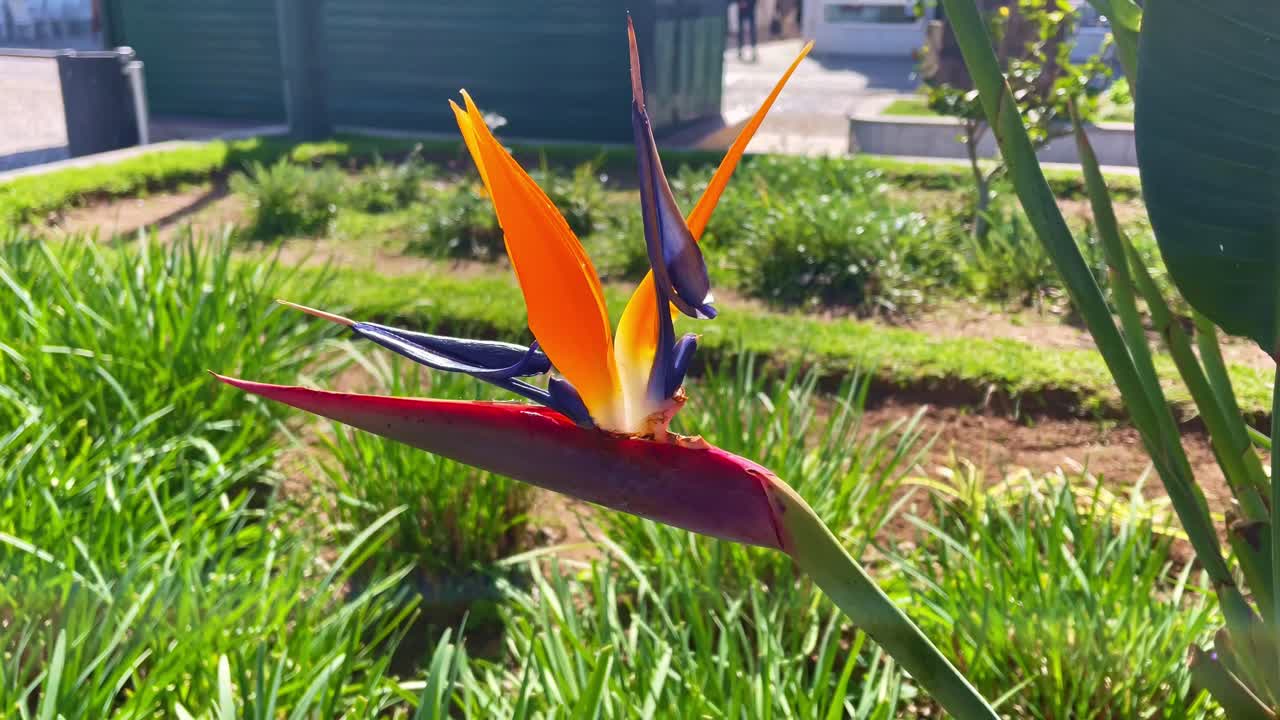 colores del parque algarve portugal, la primavera está aquí por fin