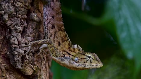 the oriental garden lizard is also called the eastern garden lizard, bloodsucker and changeable lizard