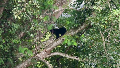 Asian-Black-Bear-Climbing-down-a-Fruiting-Tree,-Ursus-thibetanus,-is-also-called-the-Asiatic-Black-Bear