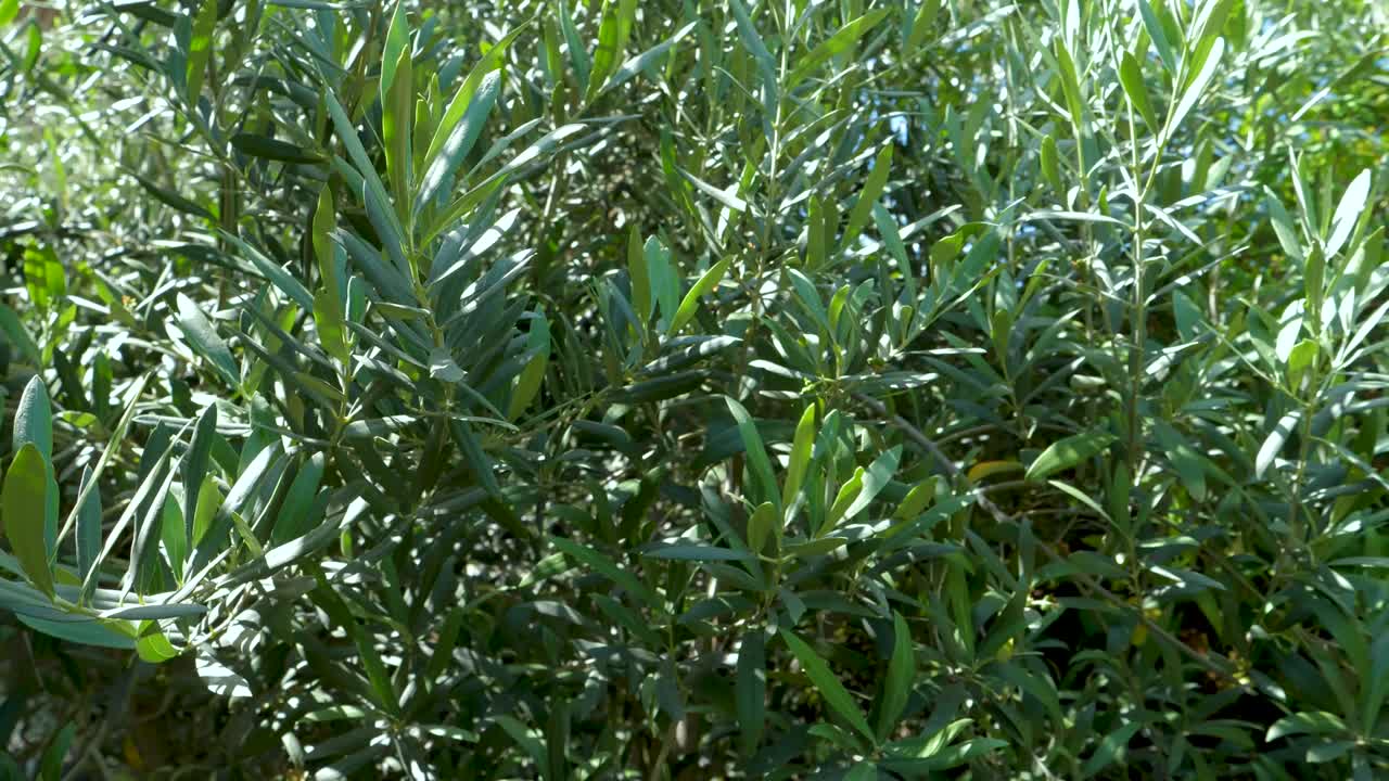 hojas de un olivo movidas por el viento