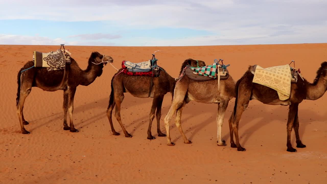 panning shot of caravan of camels standing still in merzouga, in the sahara dessert morocco africa