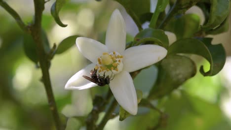 Süße-Orangefarbene-Blüte,-Die-Von-Einer-Stachellosen-Bienenart-Bestäubt-Wird