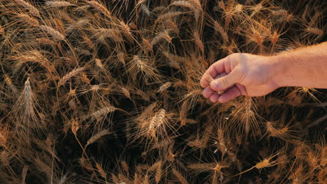 The-farmer's-hand-touches-wheat
