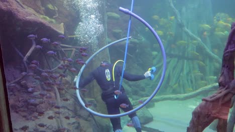 an aquarium diver in swim suit and oxygen cylinder working in the palma aquarium mallorca spain