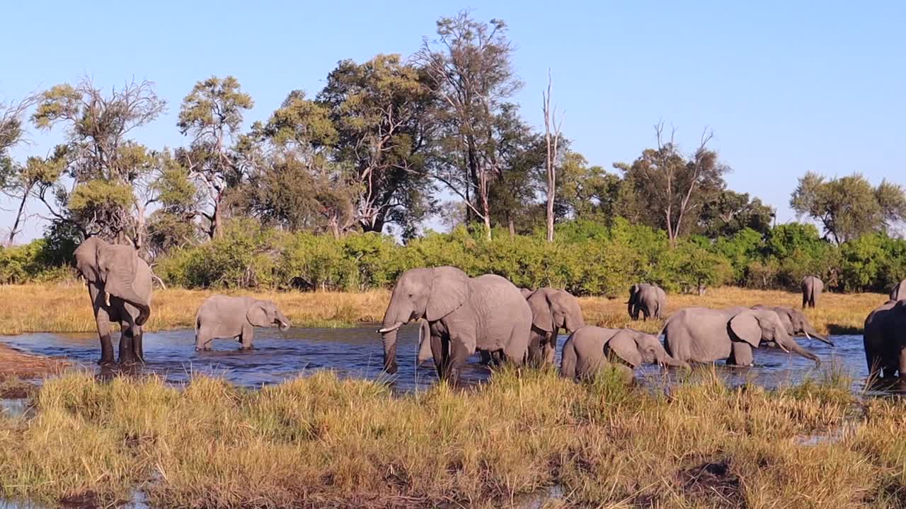 Panoramica su un abbeveratoio con un grande branco eterogeneo di elefanti africani.