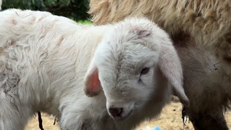 Adorable-little-lamb-portrait-standing-next-to-mother-sheep