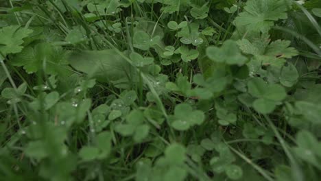 Hojas-De-Trébol-Verde-Y-Primer-Plano-De-Hierba-Cubierto-De-Gotas-De-Lluvia-En-Cámara-Lenta