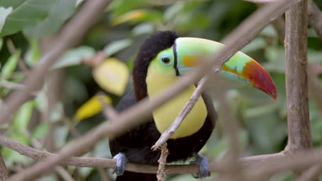 retrato de prores de un hermoso loro tucán con pico de quilla posado en una rama de un árbol en la selva tropical durante el día - cierre en cámara lenta