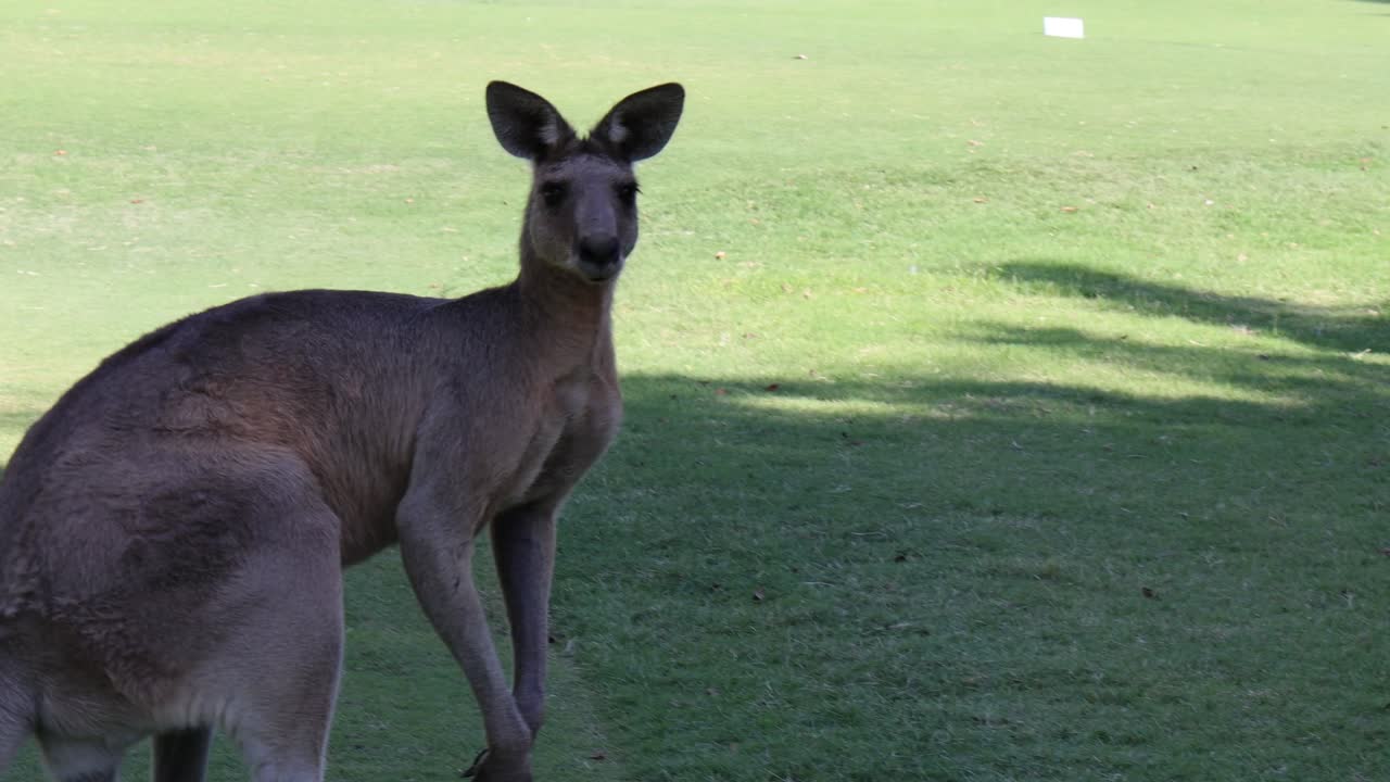 el canguro se mueve y pastorea en un campo de hierba