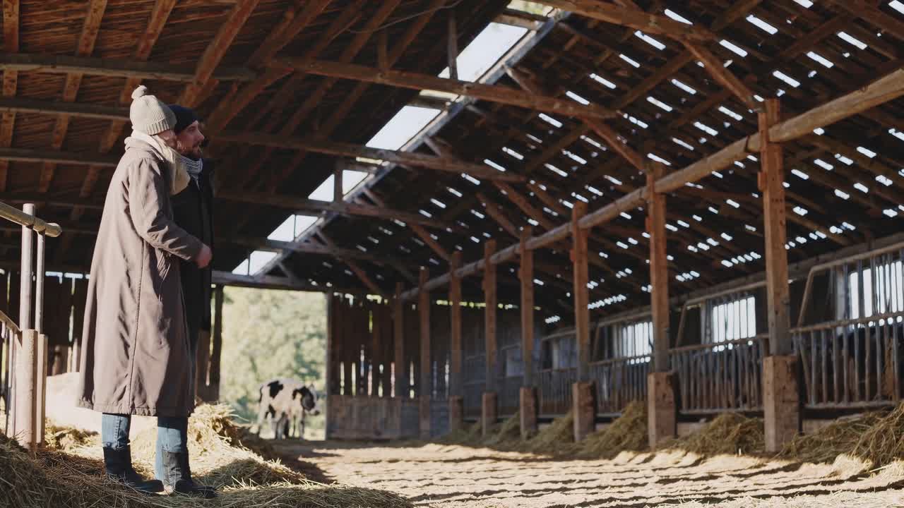 Farmers inspecting cows in a barn
