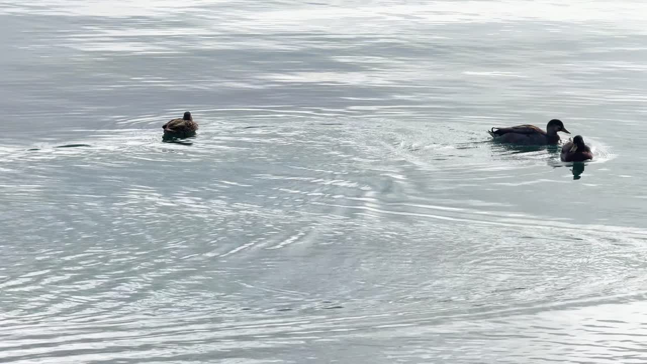 Mallard ducks glide across the serene waters of Lake Wanaka, creating gentle ripples under soft, natural lighting