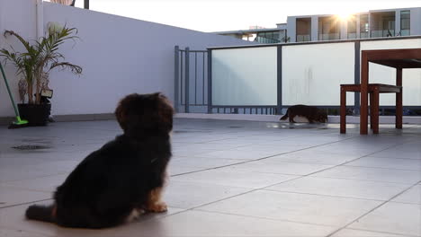 perro pequeño mira a otro perro afuera en un día soleado