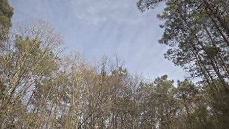 epic forest, trees, branches, leaves, roots, sun, clouds