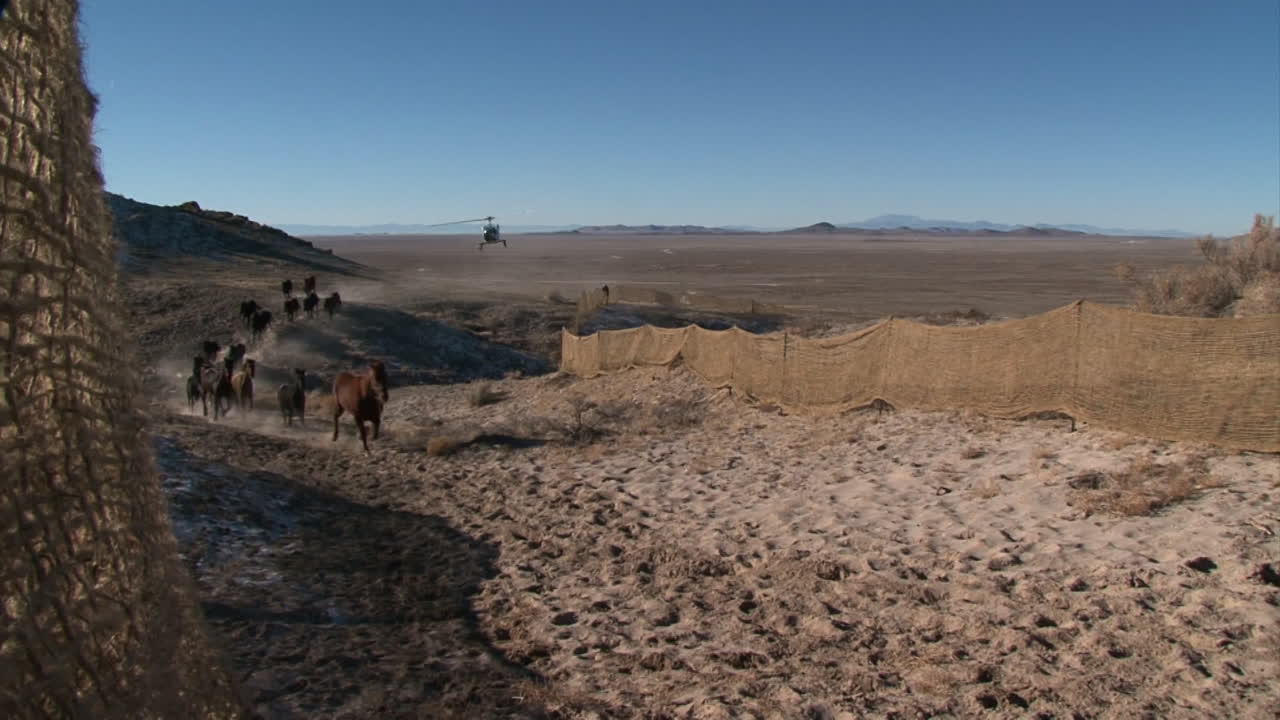 la oficina de administración de tierras reúne caballos salvajes usando helicópteros 1
