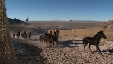 La-Oficina-De-Administración-De-Tierras-Reúne-A-Los-Caballos-Salvajes-En-Helicópteros-1