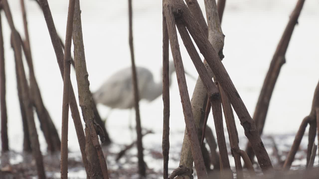 맹그로브 뿌리는 전경에 초점이 있고 흰색 새는 배경에 초점이 맞지 않습니다