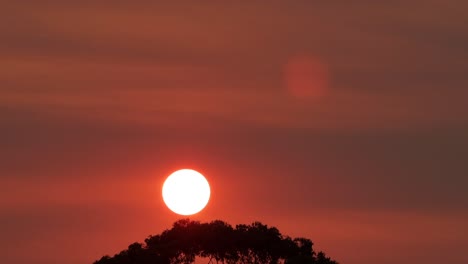 big bright sun over gum trees deep red orange sky birds fly across sunset australia victoria gippsland maffra