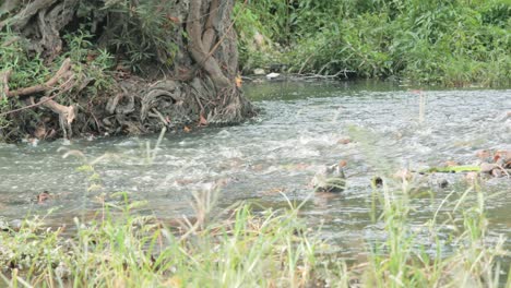 Corriente-Poco-Profunda-De-Agua-Que-Corre-Sobre-Guijarros-Y-Rocas-En-Un-Bosque-En-Tailandia