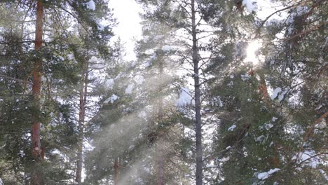 Ramas-De-Los-árboles-En-El-Fondo-De-Las-Nevadas.-Copos-De-Nieve-Cayendo-Por-El-Paisaje-Invernal.