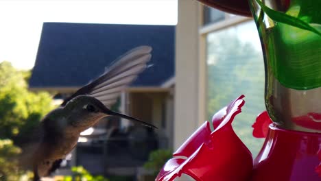 en un patio trasero de los suburbios, un pequeño colibrí con plumas verdes revolotea alrededor de un comedero para pájaros en cámara lenta mientras saca la lengua, toma bebidas y finalmente se va volando.