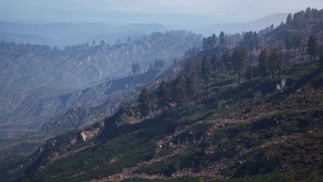 Beautiful-pine-trees-on-background-high-mountains-of-Carpathians