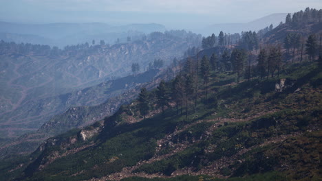 beautiful pine trees on background high mountains of carpathians