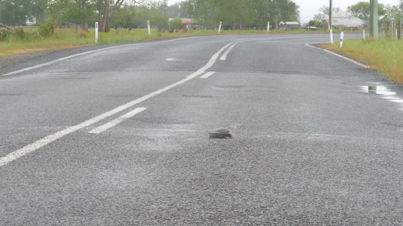 초승달 머리, nsw, 호주의 아스팔트 도로에 동부 긴 목 거북