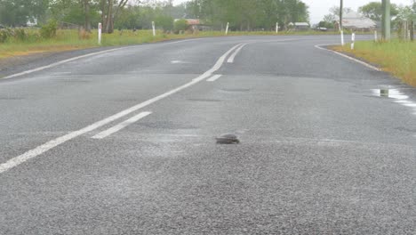 tortuga oriental de cuello largo en carretera asfaltada en crescent head, nsw, australia