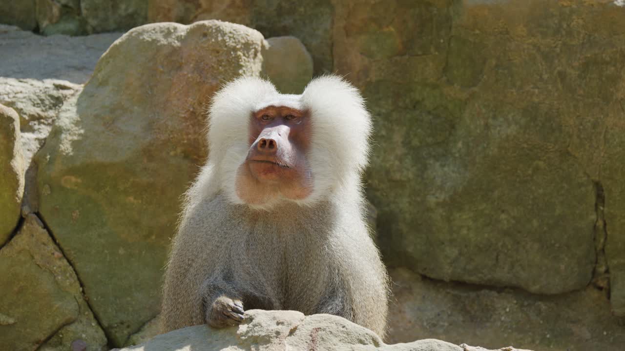 A Hamadryas baboon sits on rocks, occasionally yawning and turning its head. Natural daylight highlights its fur and expressive movements