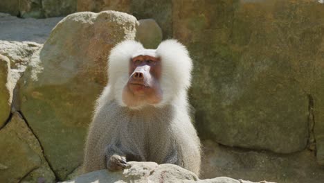 a hamadryas baboon sits on rocks, occasionally yawning and turning its head. natural daylight highlights its fur and expressive movements