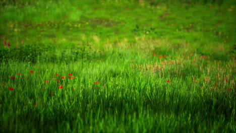 Vista-Del-Paisaje-De-Hierba-Verde-En-Pendiente-Al-Amanecer