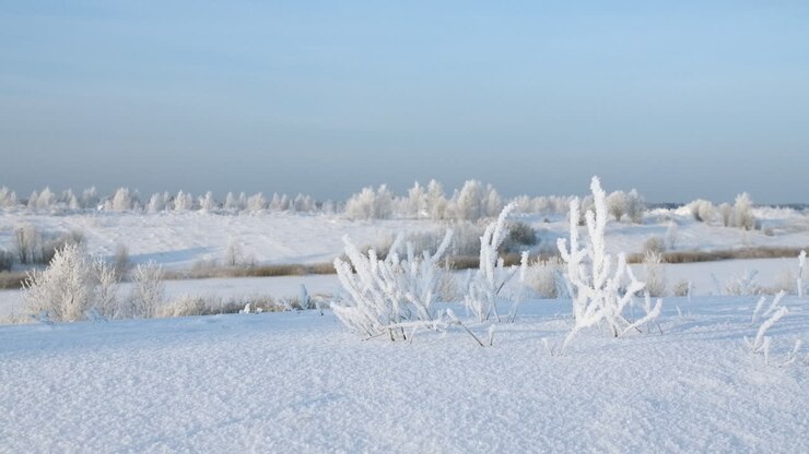 Vinterlandskab med frostklædte planter