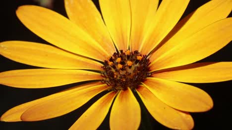 closeup of yellow garden flower. summer. british isles