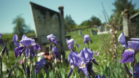 iris azules flores primaverales que soplan en la brisa en el cementerio ortodoxo de europa oriental