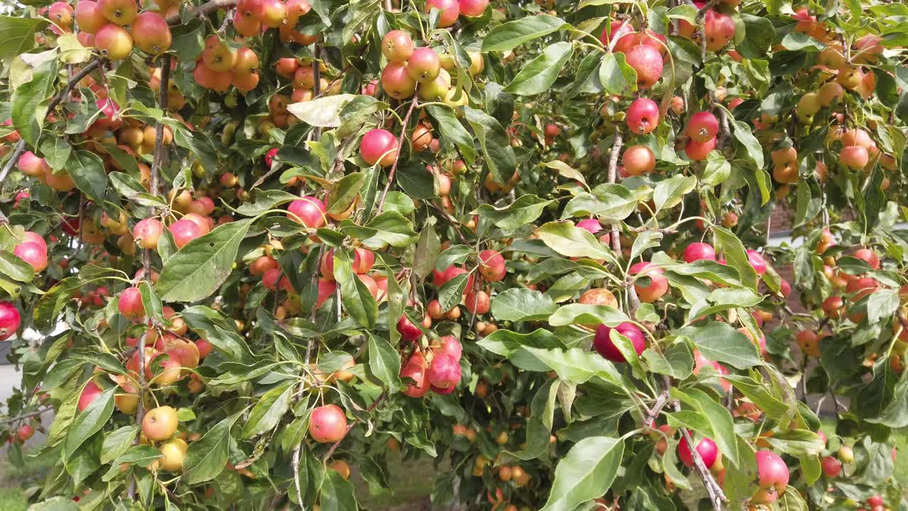 manzanas de cangrejo rojas y rosadas que cuelgan del árbol listas para ser recogidas para su uso en la cocina haciendo gelatina