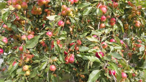 Rosige,-Rote-Holzäpfel,-Die-Vom-Baum-Hängen-Und-Bereit-Sind,-Für-Die-Verwendung-In-Der-Küche-Gepflückt-Zu-Werden,-Um-Gelee-Zu-Machen