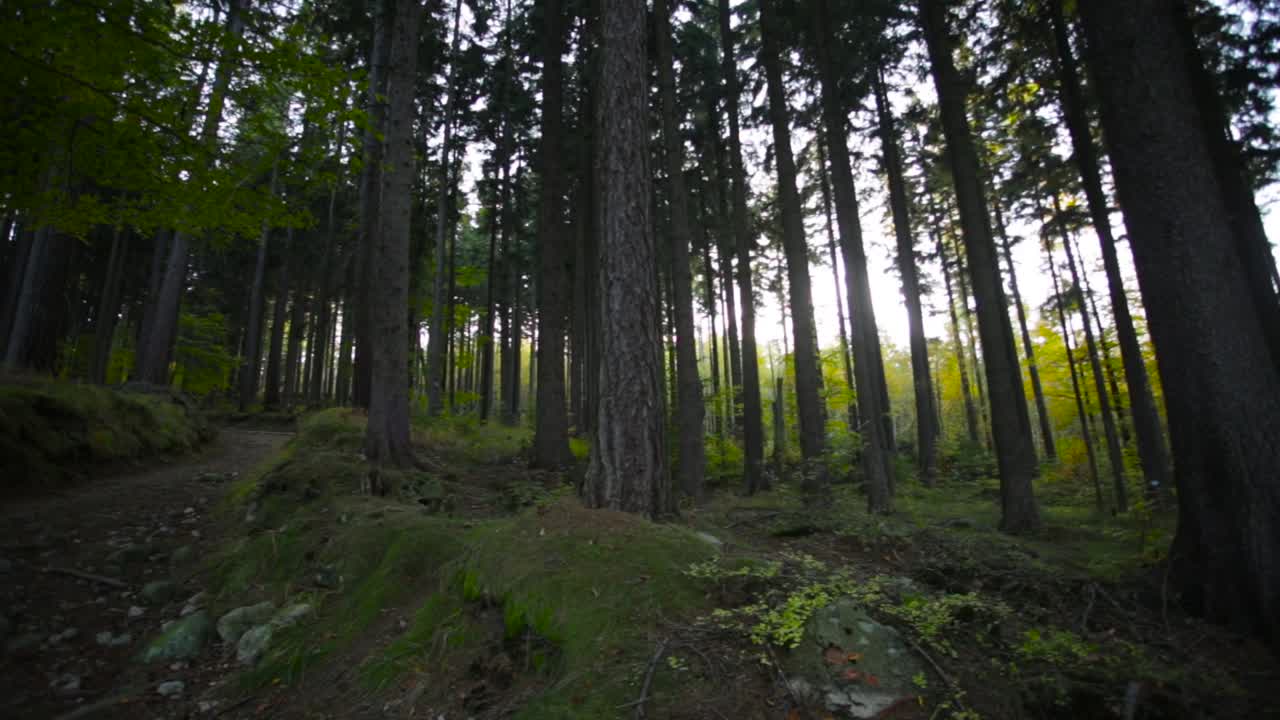 Panoramica di un sentiero nel cuore di una foresta