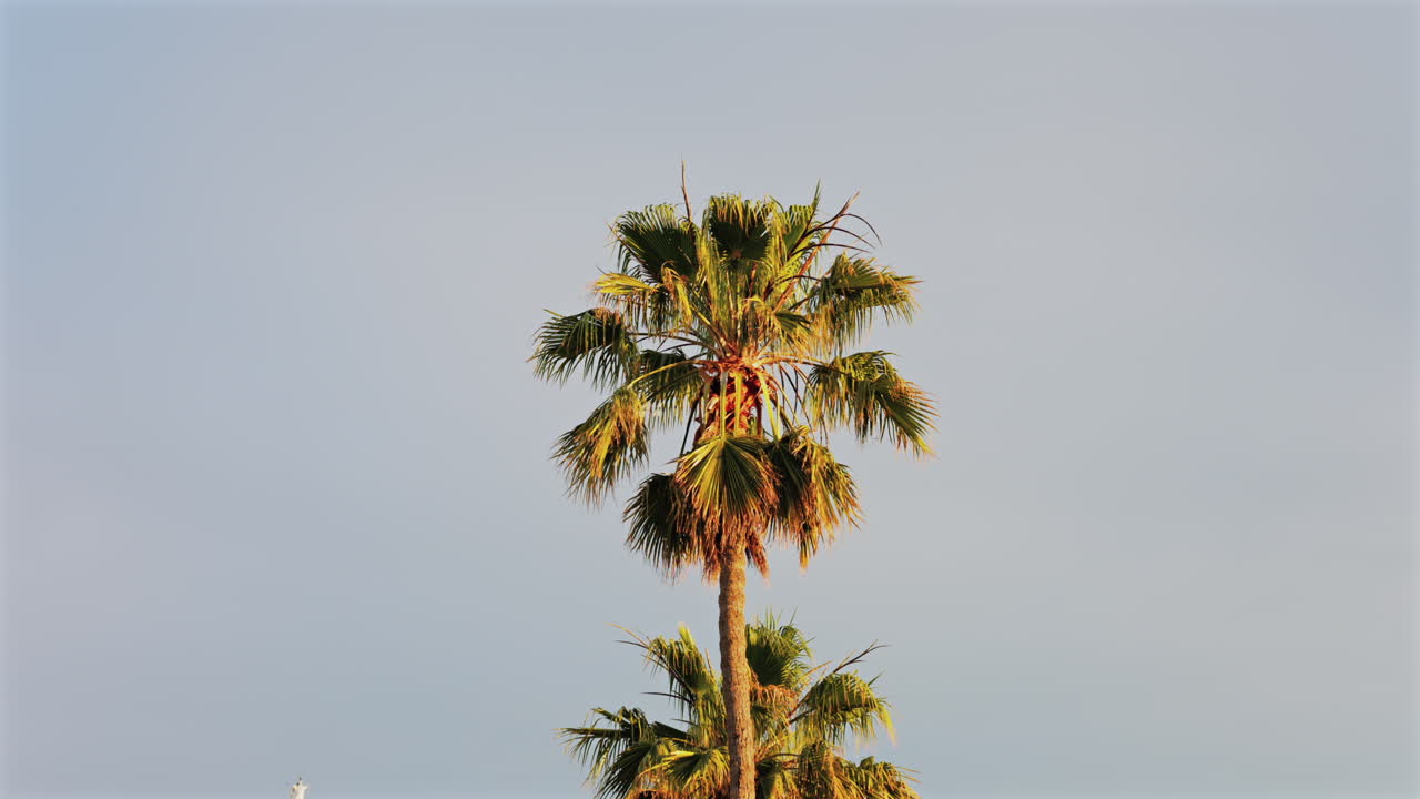 Palm trees on the beach with the blue sky on the background